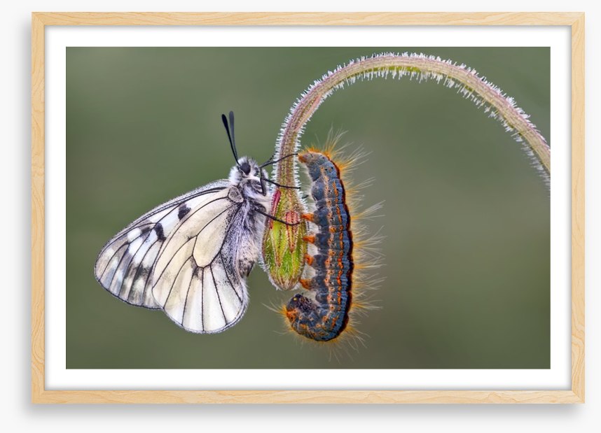 Insects
