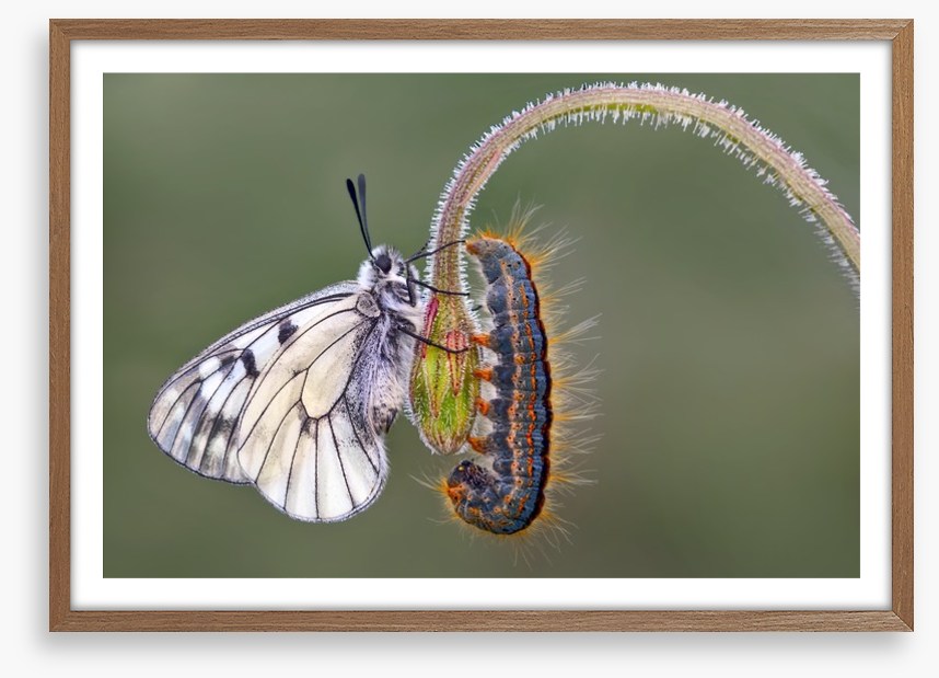 Insects