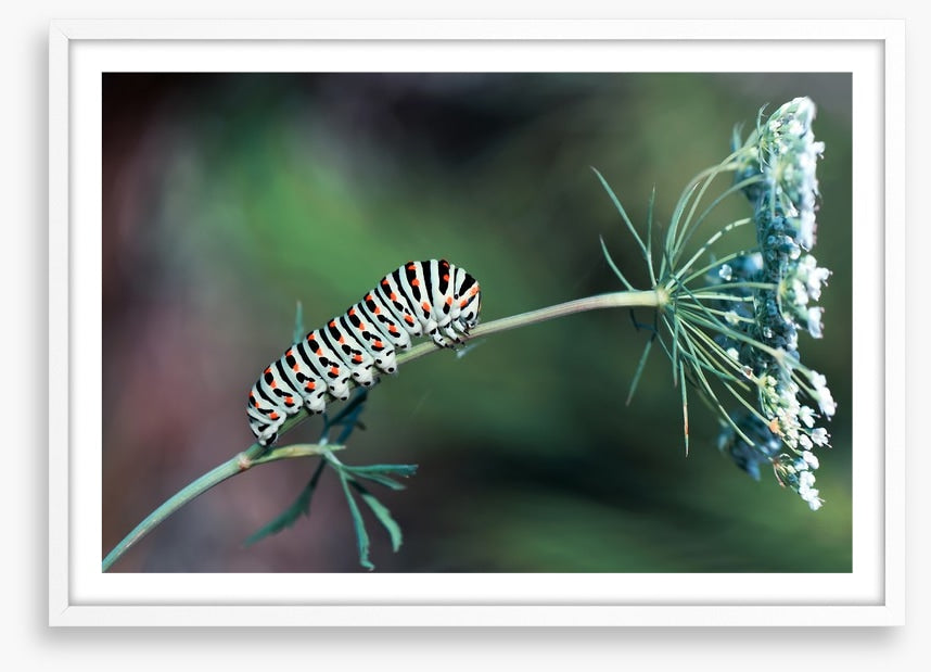 Insects