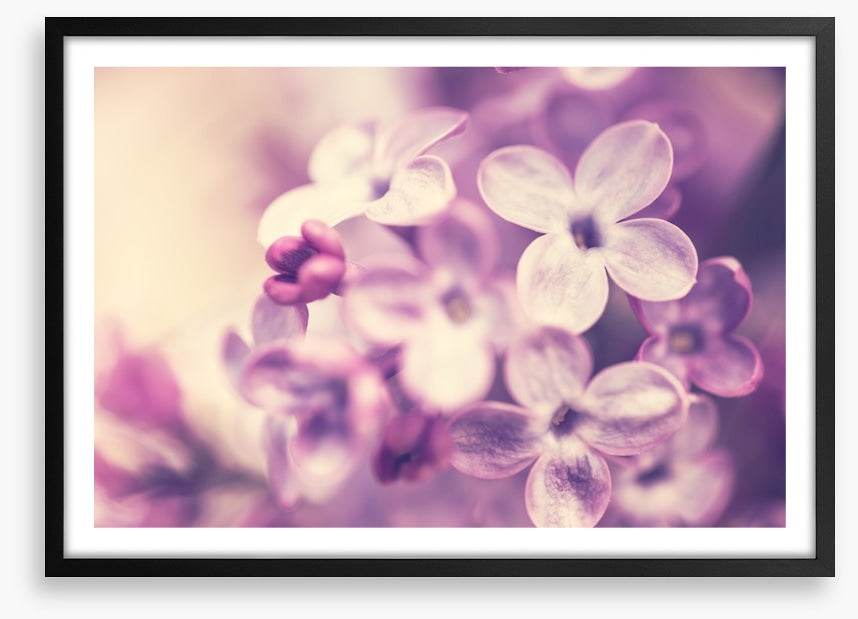 Wistful lilac