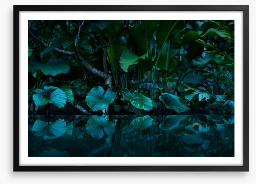 Rainforest reflections