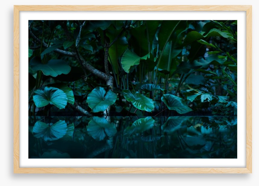 Rainforest reflections