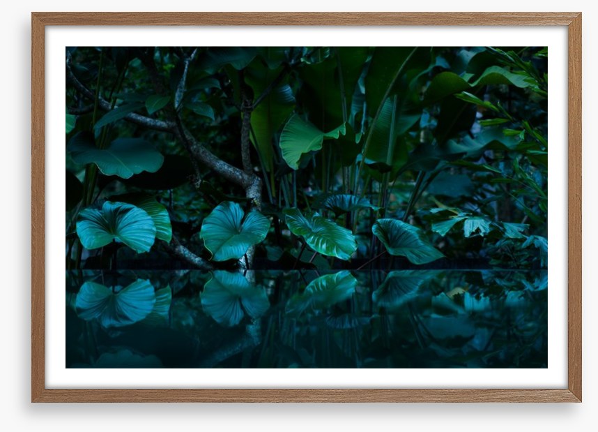 Rainforest reflections