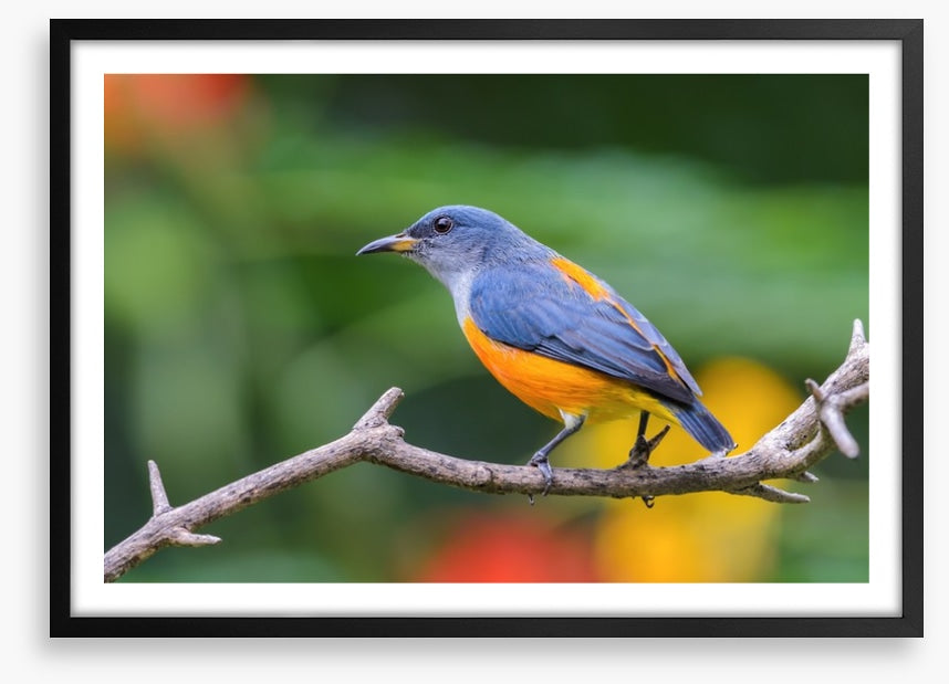 Birds