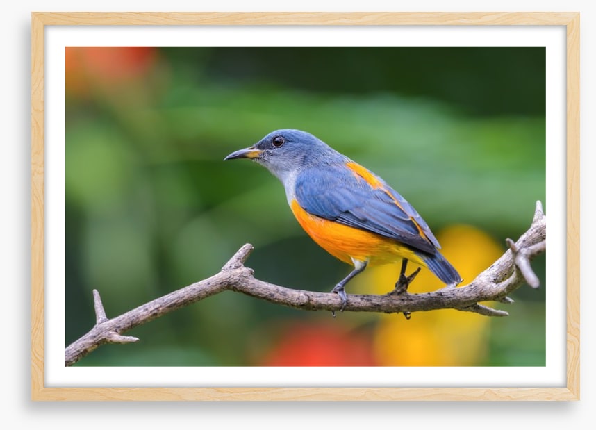 Birds