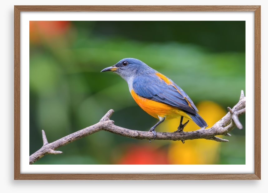 Birds