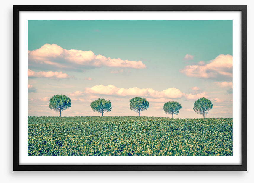 Five trees