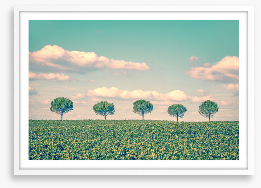 Five trees