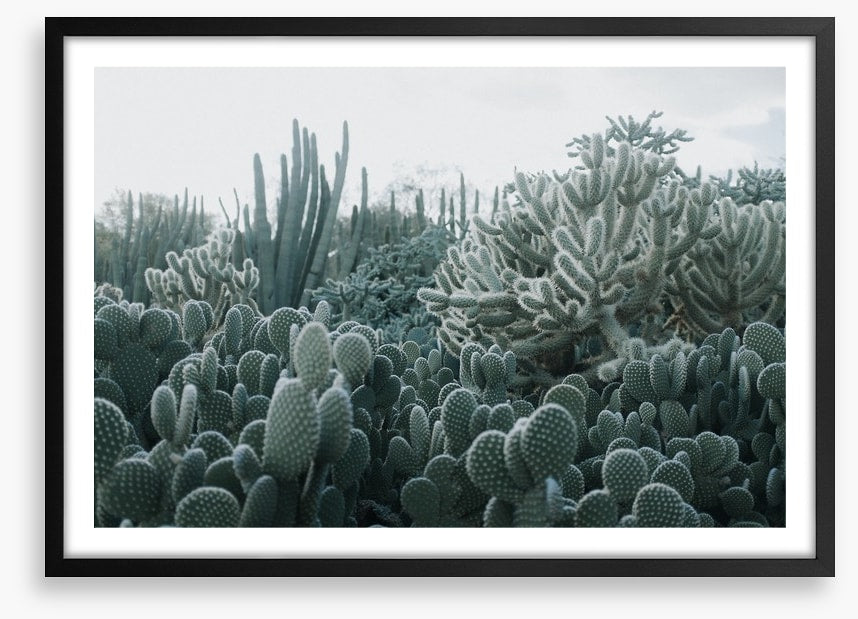 Cacti in the clouds
