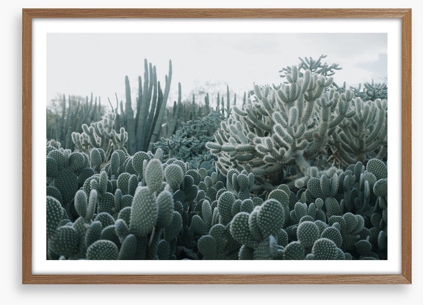 Cacti in the clouds
