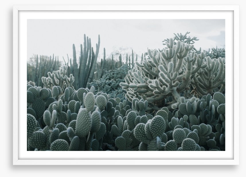 Cacti in the clouds