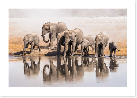 The elephant waterhole