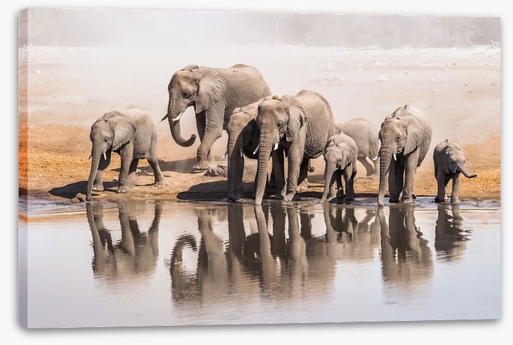 The elephant waterhole