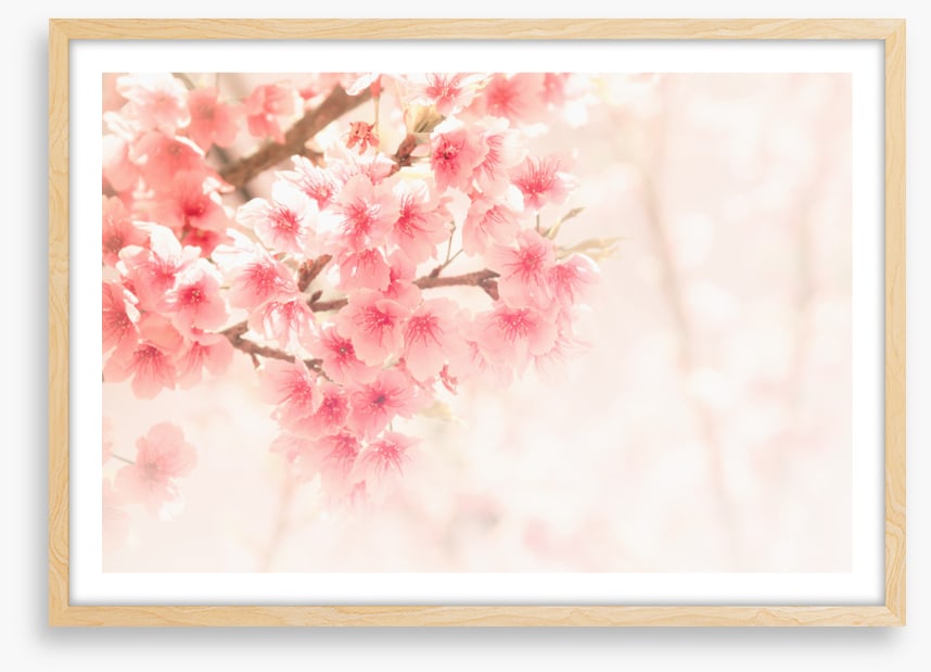 Soft sakura
