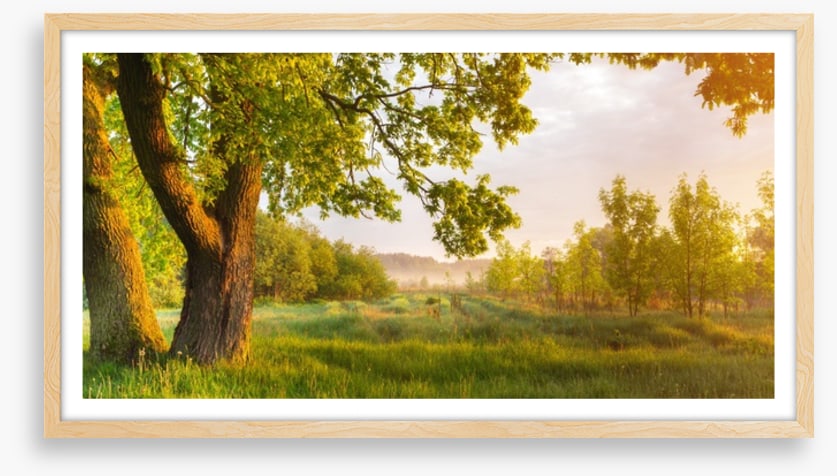 Trees