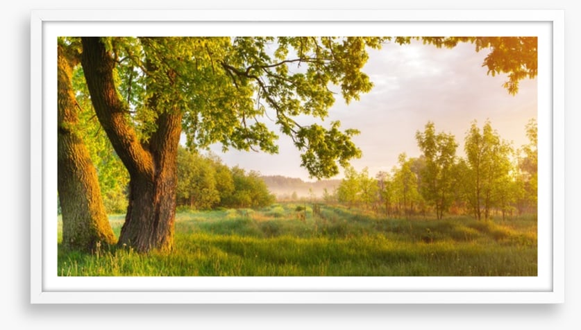 Trees