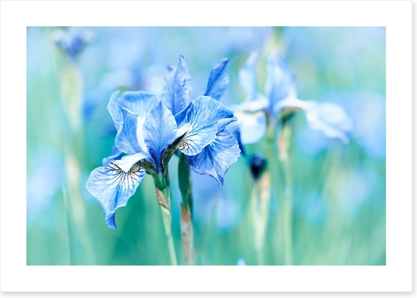 Northern blue iris