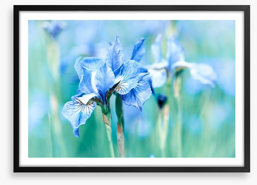 Northern blue iris