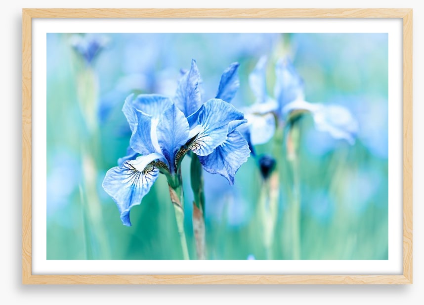 Northern blue iris