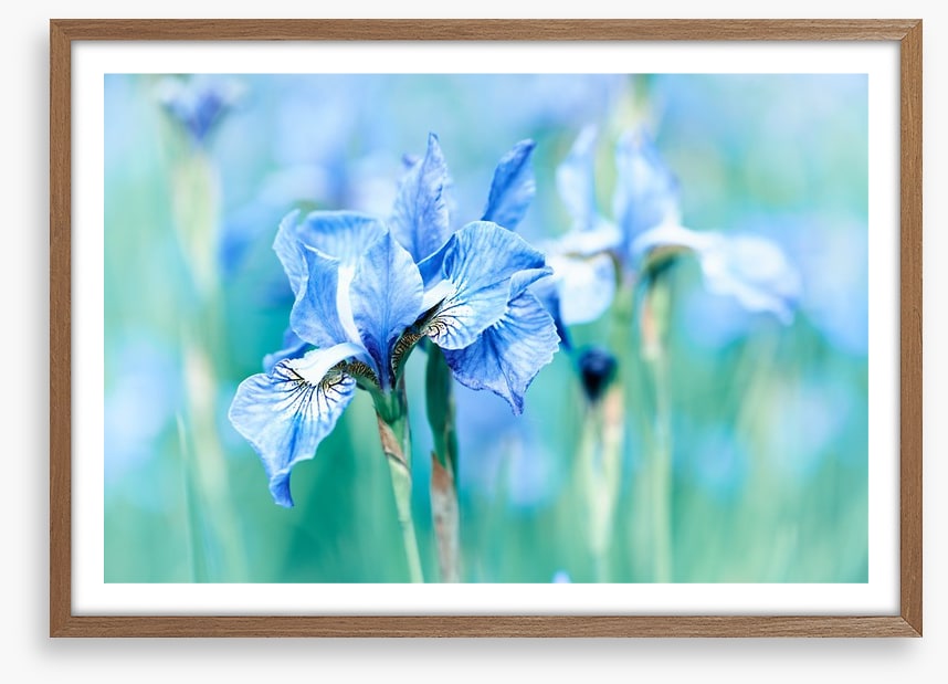 Northern blue iris