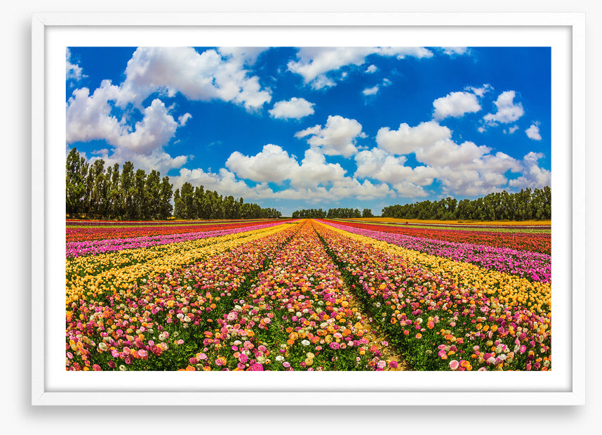 Meadows