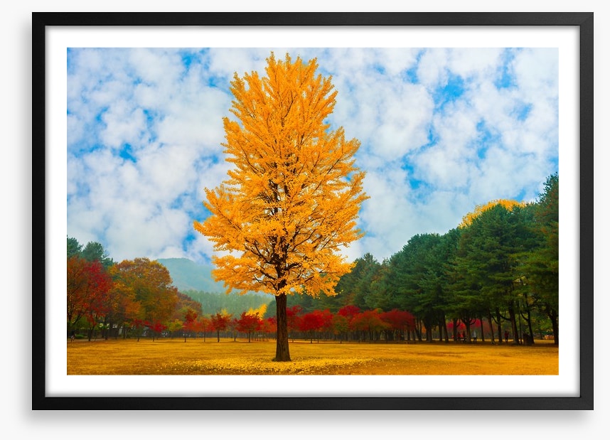 One golden ginkgo