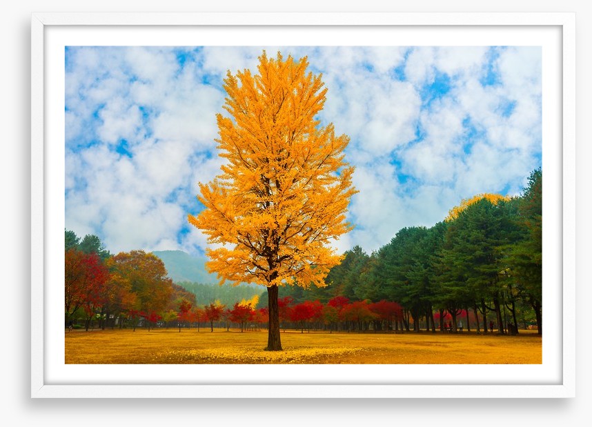 One golden ginkgo