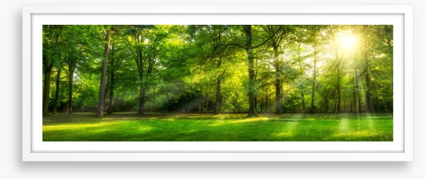 Sunburst forest panorama