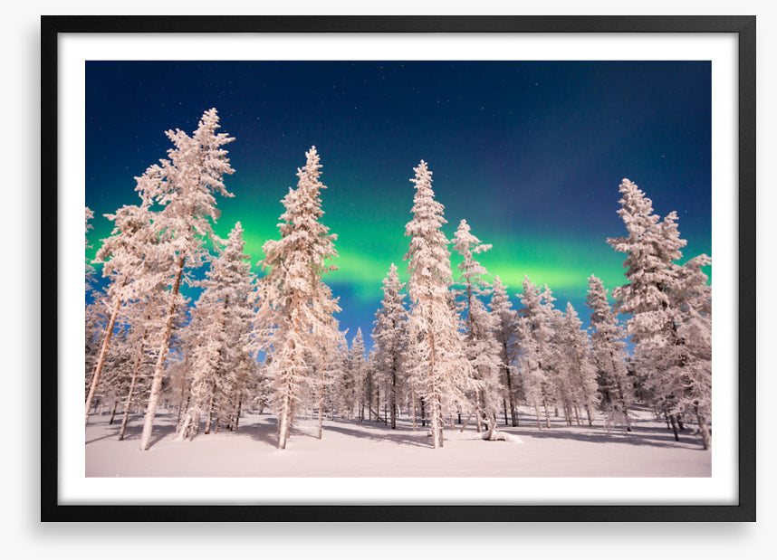 Aurora through the trees