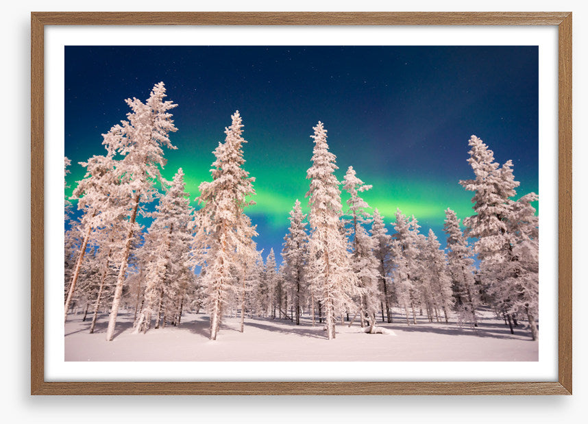 Aurora through the trees
