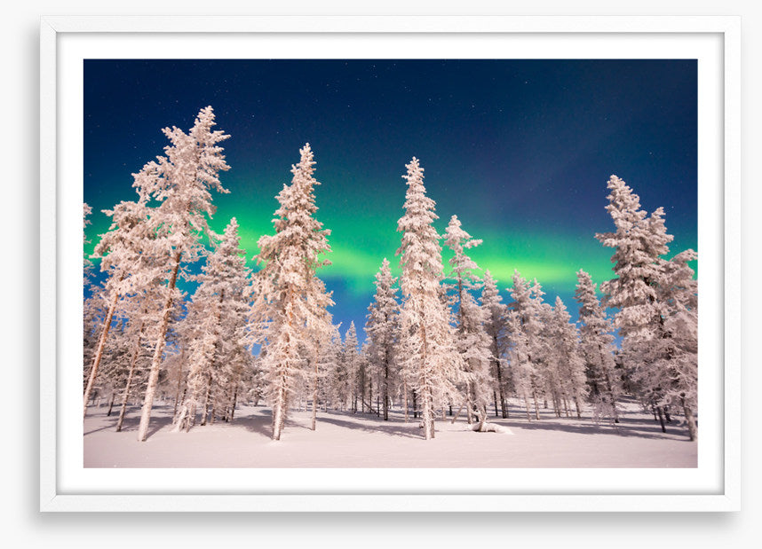 Aurora through the trees