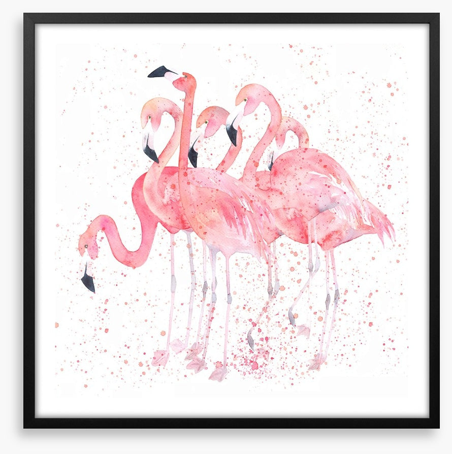 Flamingo flock