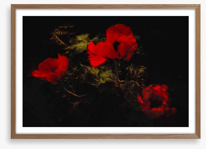 Poppies of the night
