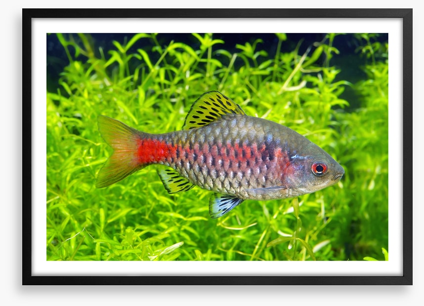 Fish / Aquatic