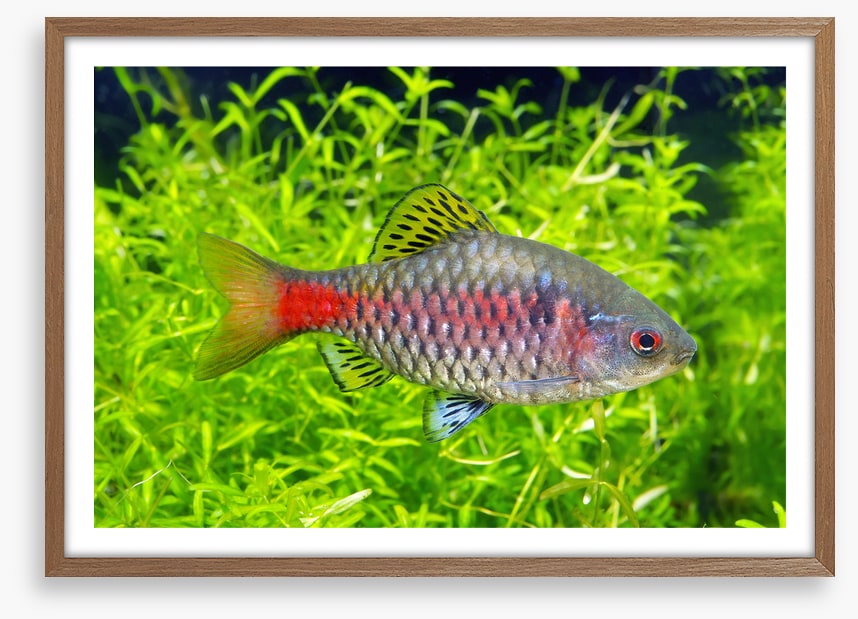 Fish / Aquatic