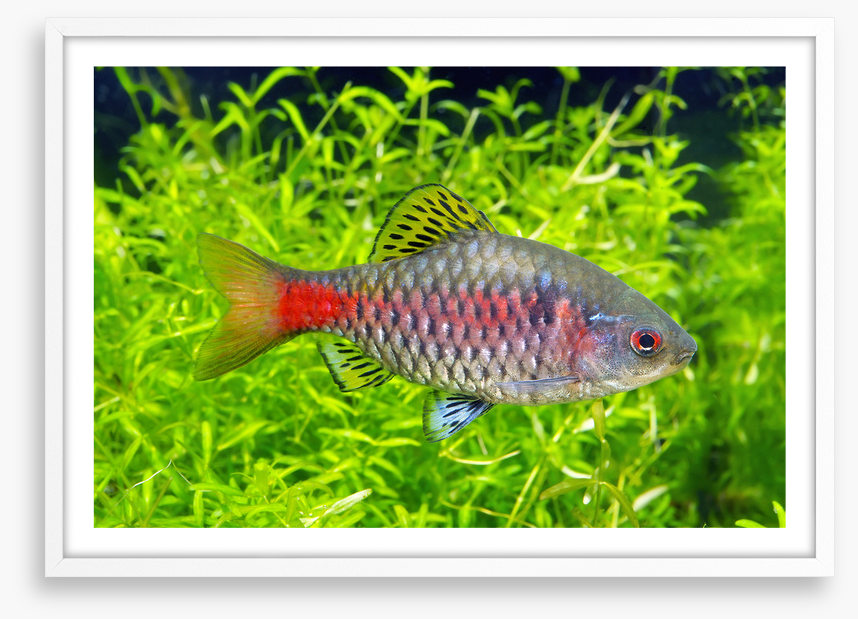Fish / Aquatic