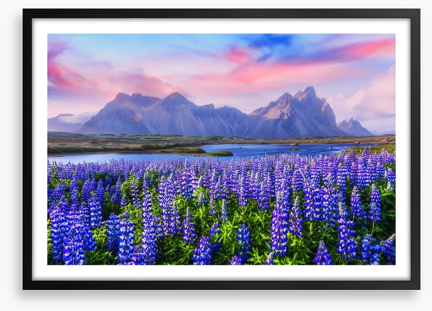 Icelandic lupine