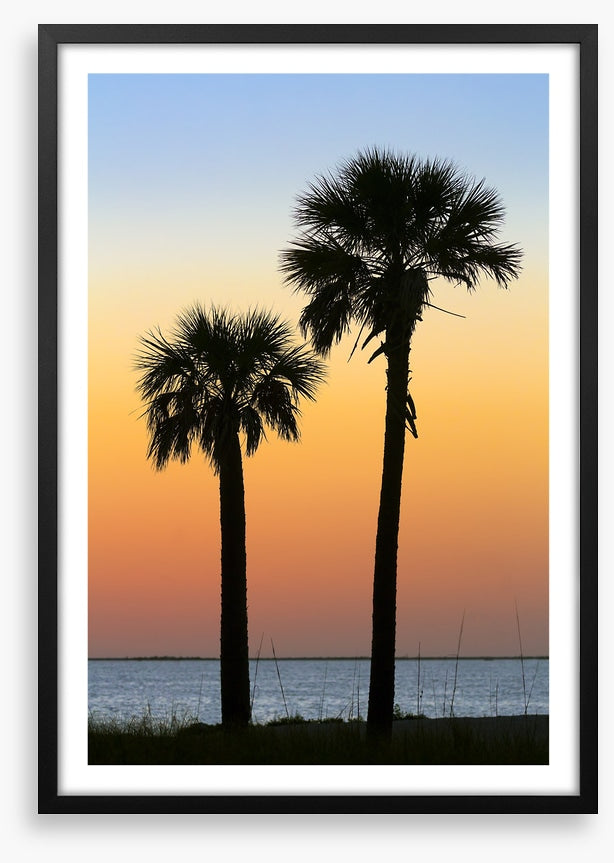 Palm tree pair