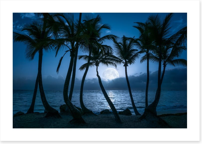Full moon palms