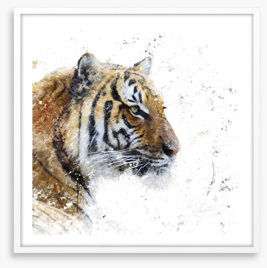 Eye of the tiger