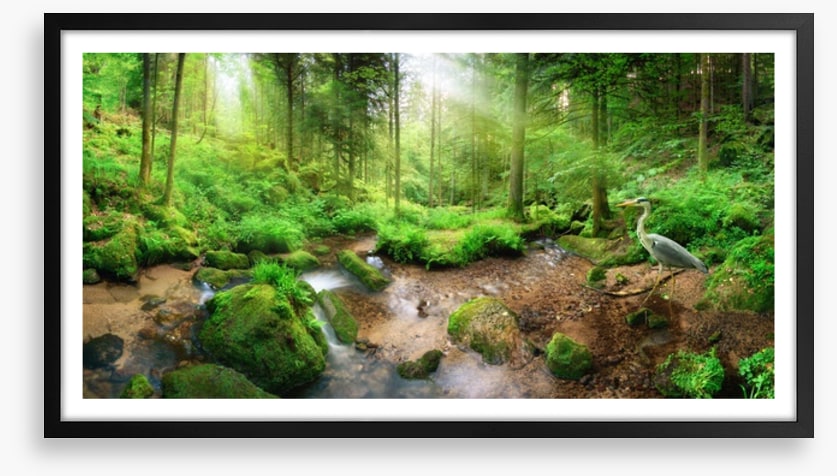 Heron in the forest
