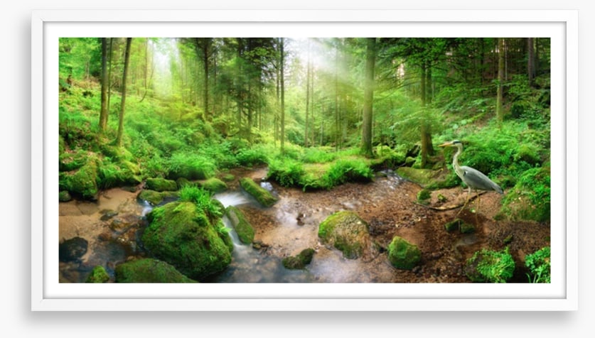 Heron in the forest