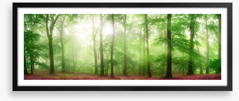 Forests
