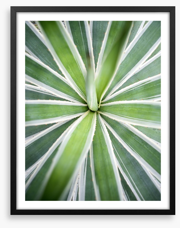 Leaves