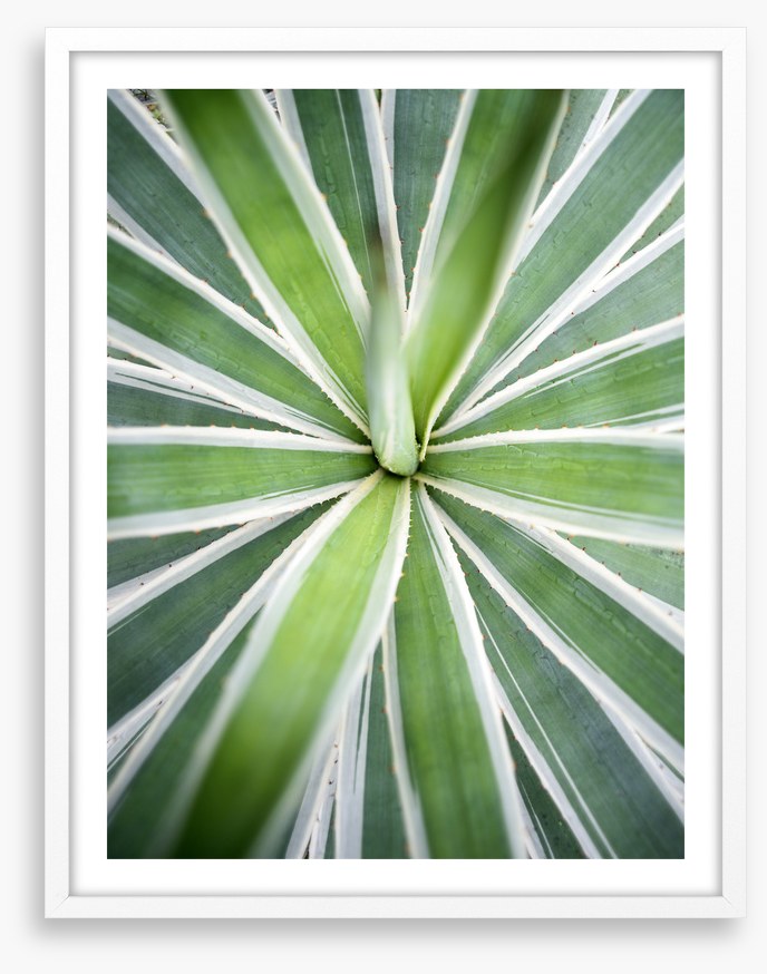 Leaves