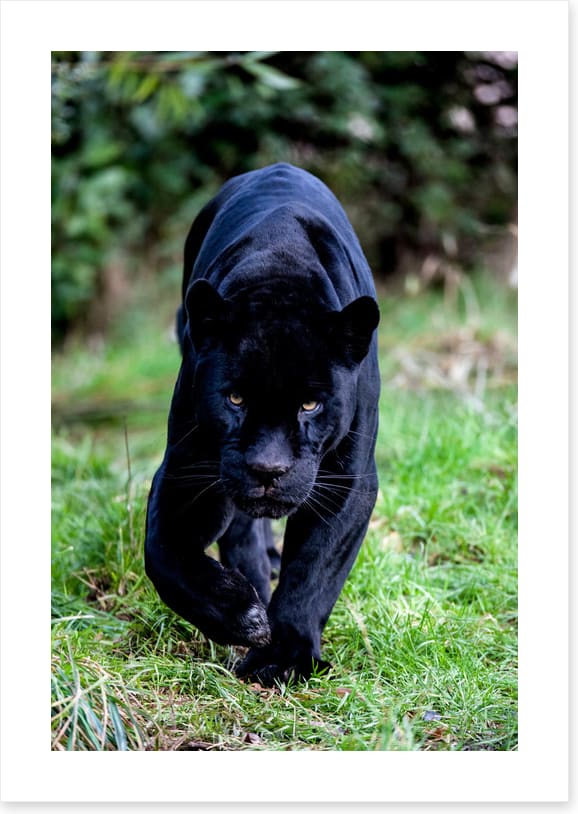 On the prowl