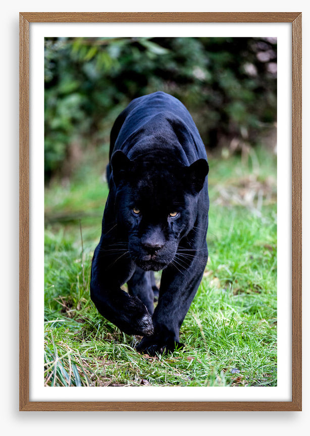 On the prowl