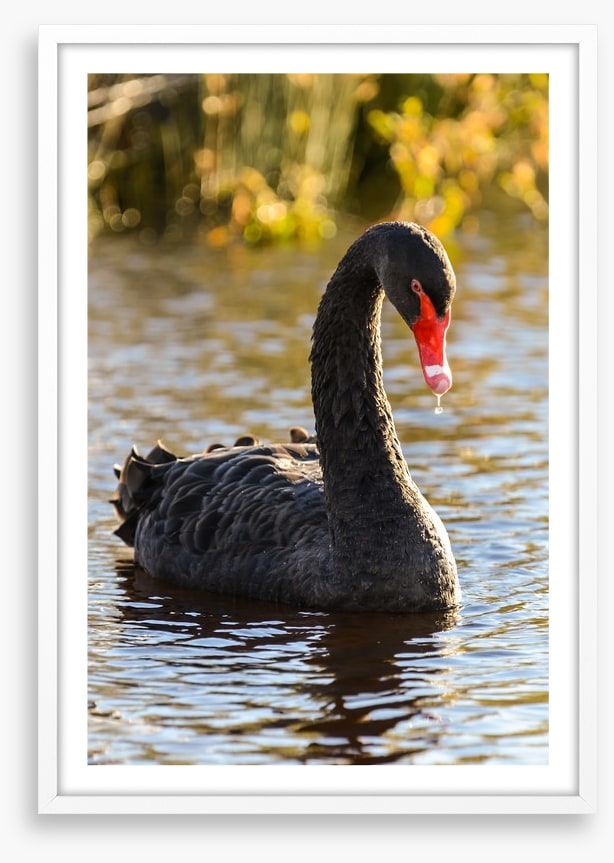 Black swan