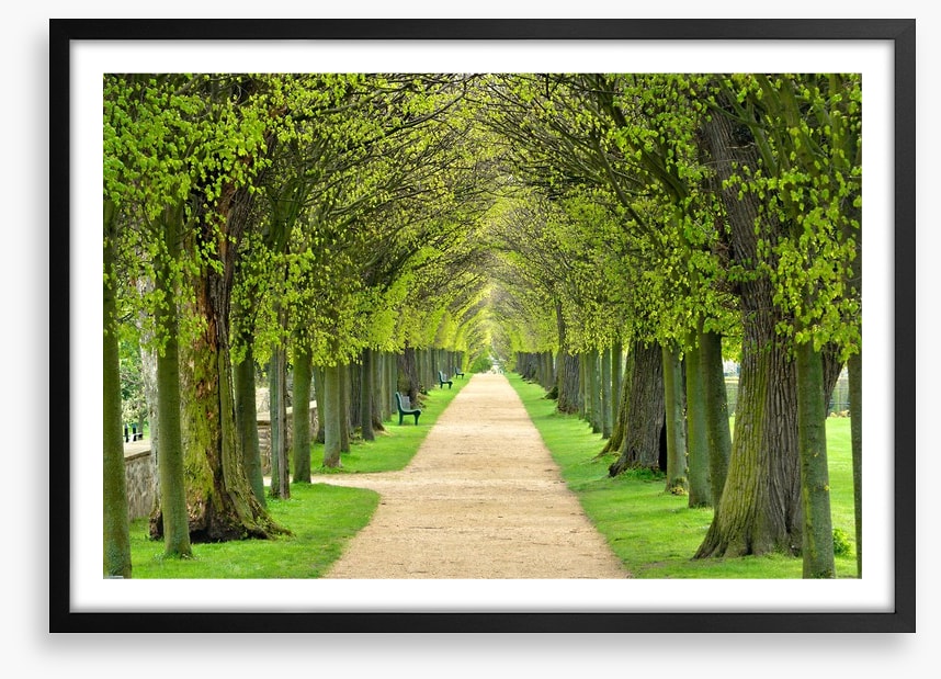Linden promenade