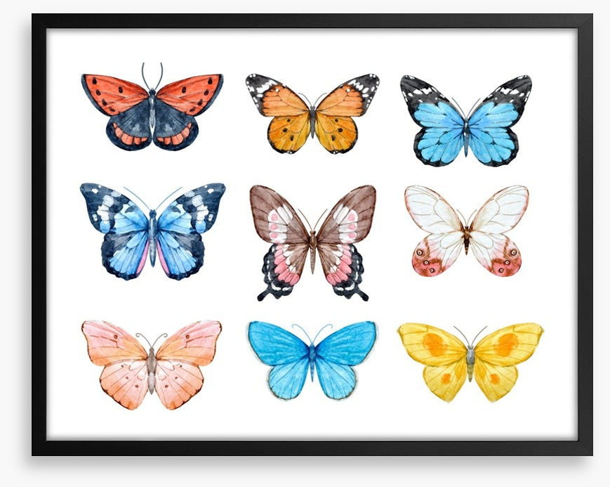 Butterflies